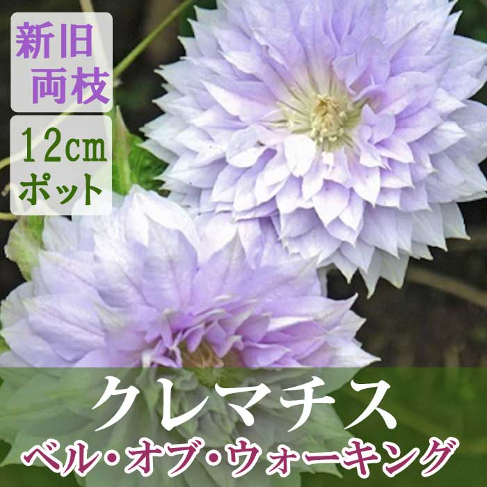 ����ޥ��� �٥� ���� ���������� 12cm�� ����С��ԥ� �ڥѥƥ󥹡���̥��Ρ����ϡ�����ξ�޺餭�ۻ͵��� ����