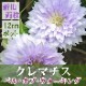 ����ޥ��� �٥� ���� ���������� 12cm�� ����С��ԥ� �ڥѥƥ󥹡���̥��Ρ����ϡ�����ξ�޺餭�ۻ͵��� ����