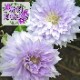 ����ޥ��� �٥� ���� ���������� 12cm�� ����С��ԥ� �ڥѥƥ󥹡���̥��Ρ����ϡ�����ξ�޺餭�ۻ͵��� ����
