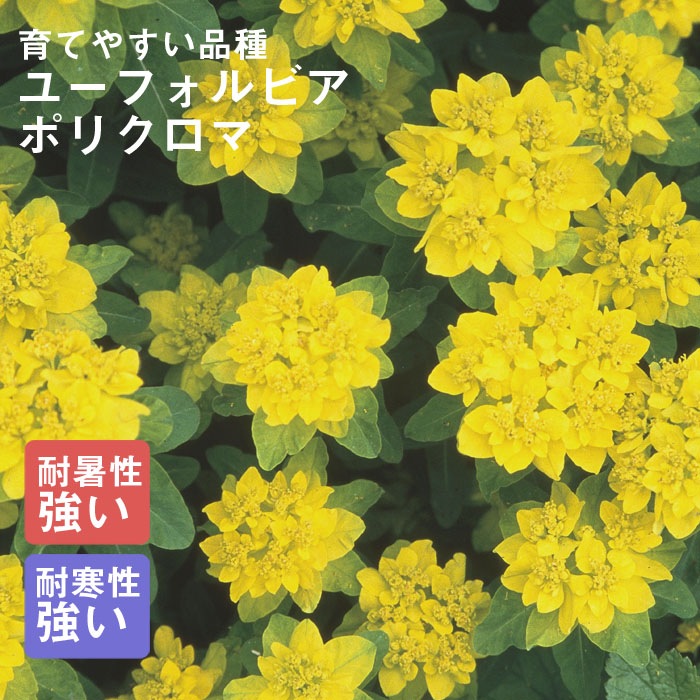 ͽ۽ɺ  桼եӥ ݥꥯ 󥰥ݥå 㤤 ä󤽤 ¿ǯ ڥ˥ڣ沼ܤ缡ȯ