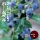 �֥롼�٥꡼ ���� ��ӥåȥ����� �ۡ���٥� 12����ݥå� �̼� ���̼� berry ��� �����ǥ˥� ���� ��������