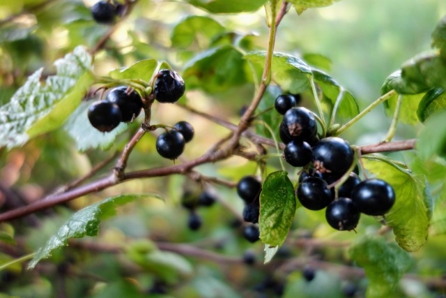   ֥å 12ݥå ̼ ̼ berry  ǥ˥  