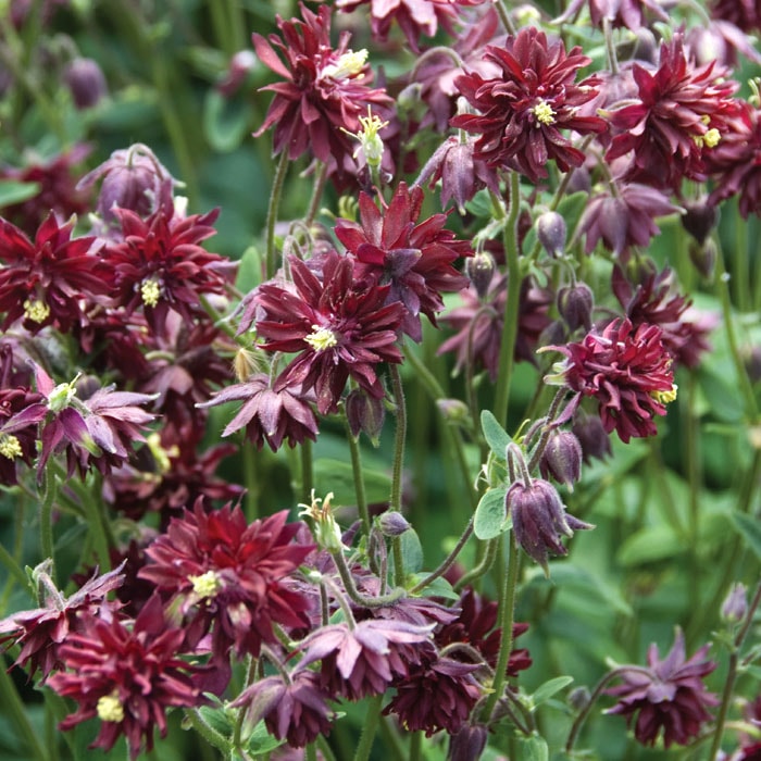 ��ͽ��۽ɺ��� �� �������쥮�� ��ӡ��ݡ��� 9������󥰥ݥå� �ڤ�ָ��� ����ä��󤽤� ¿ǯ�� �ڥ�˥��� �ڣ����Ⱦ���缡ȯ����