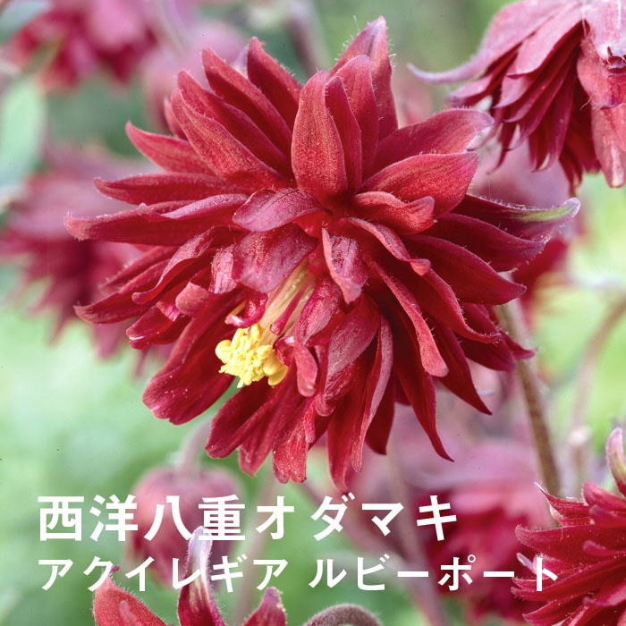 ��ͽ��۽ɺ��� �� �������쥮�� ��ӡ��ݡ��� 9������󥰥ݥå� �ڤ�ָ��� ����ä��󤽤� ¿ǯ�� �ڥ�˥��� �ڣ����Ⱦ���缡ȯ����