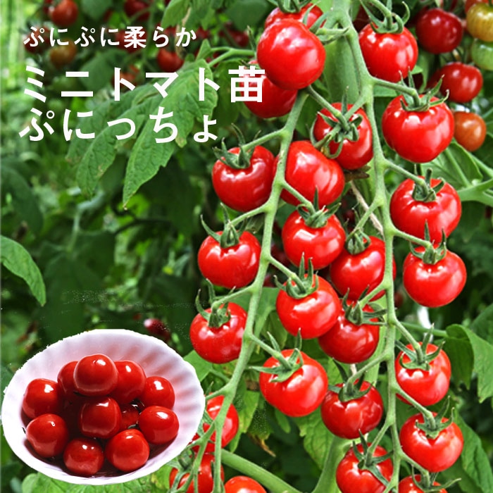 トマト Heinz ハインツ トマトケチャップ ディスペンサーパック 6400g