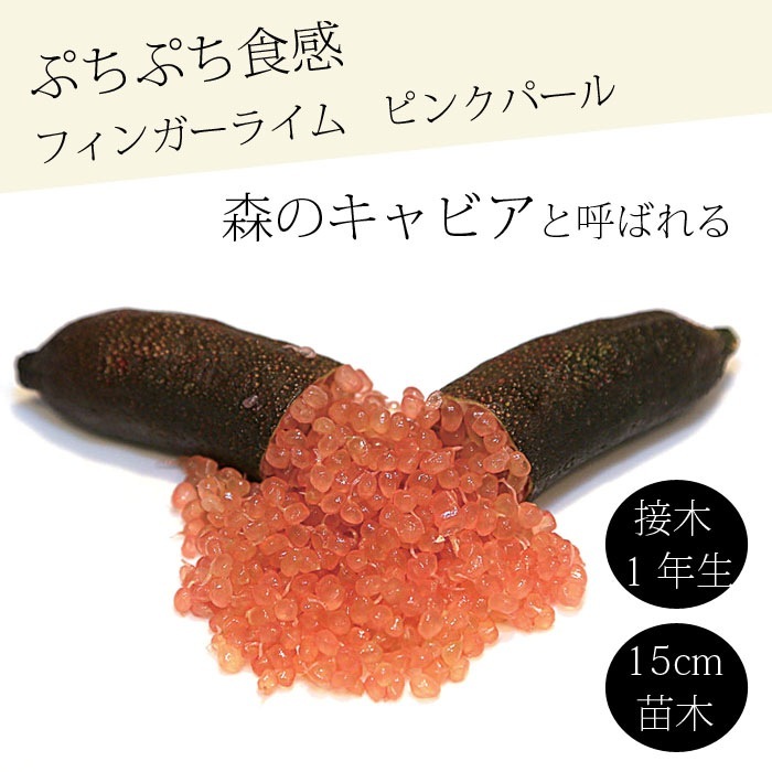 フィンガーライム 苗木 ピンクパール 15cm鉢 柑橘 柑橘苗 自家結実性