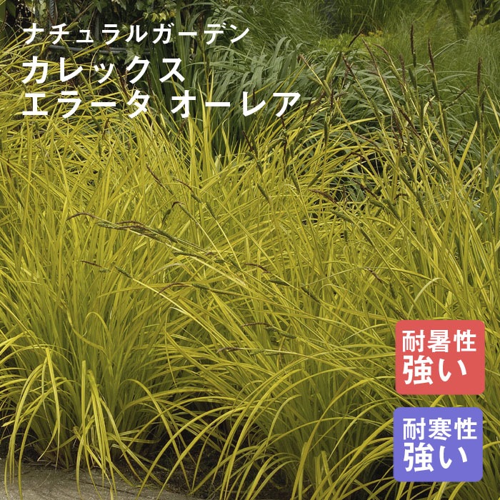 宿根草 苗 カレックス エラータ オーレア 9cmロングポット グラス