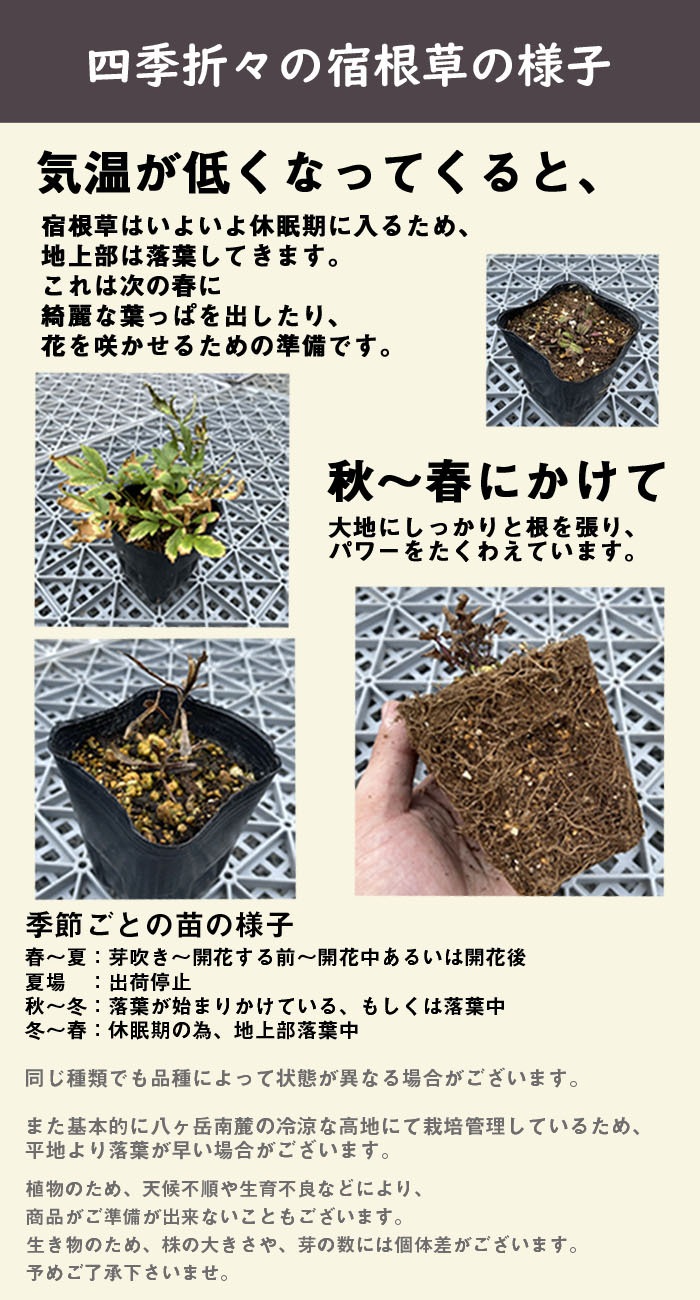 宿根草 苗 アルケア ダブルサーモンピンク 9cmロングポット