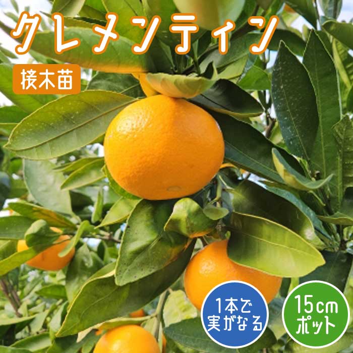 オレンジ 苗木 クレメンティン 15cmポット ミカン みかん 接木 苗