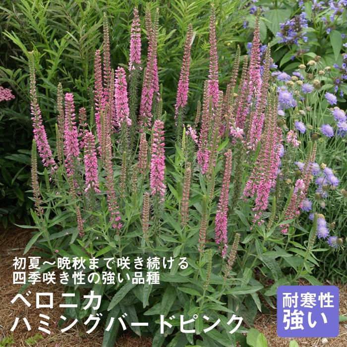 63＊暑さ寒さに強い宿根草ベロニカ（ハミングバード） 63＊暑さ寒さに強い宿根草ベロニカ（ハミングバード） - メルカリ