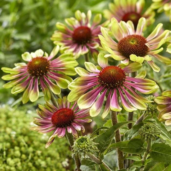 ��ͽ��۽ɺ��� �� �����ʥ��� ���꡼��ĥ������� 9������󥰥ݥå� �ڤ�ָ��� ����ä��󤽤� ¿ǯ�� �ڥ�˥���ڣ�������ܤ��缡ȯ����