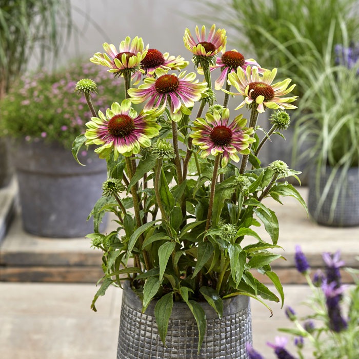 ��ͽ��۽ɺ��� �� �����ʥ��� ���꡼��ĥ������� 9������󥰥ݥå� �ڤ�ָ��� ����ä��󤽤� ¿ǯ�� �ڥ�˥���ڣ�������ܤ��缡ȯ����