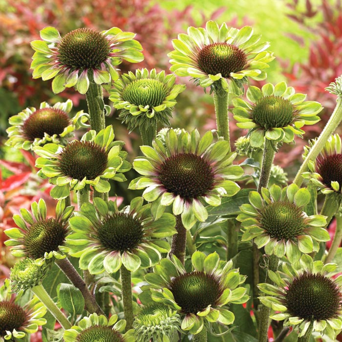 ��ͽ��۽ɺ��� �� �����ʥ��� ���꡼��ĥ������� 9������󥰥ݥå� �ڤ�ָ��� ����ä��󤽤� ¿ǯ�� �ڥ�˥���ڣ�������ܤ��缡ȯ����