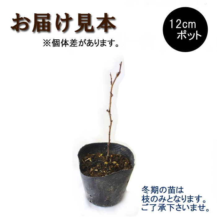  饺٥꡼   ե르 饺٥꡼ 12ݥå ̼ ̼ ٤꡼ berry   ڤ ̼   ǥ˥