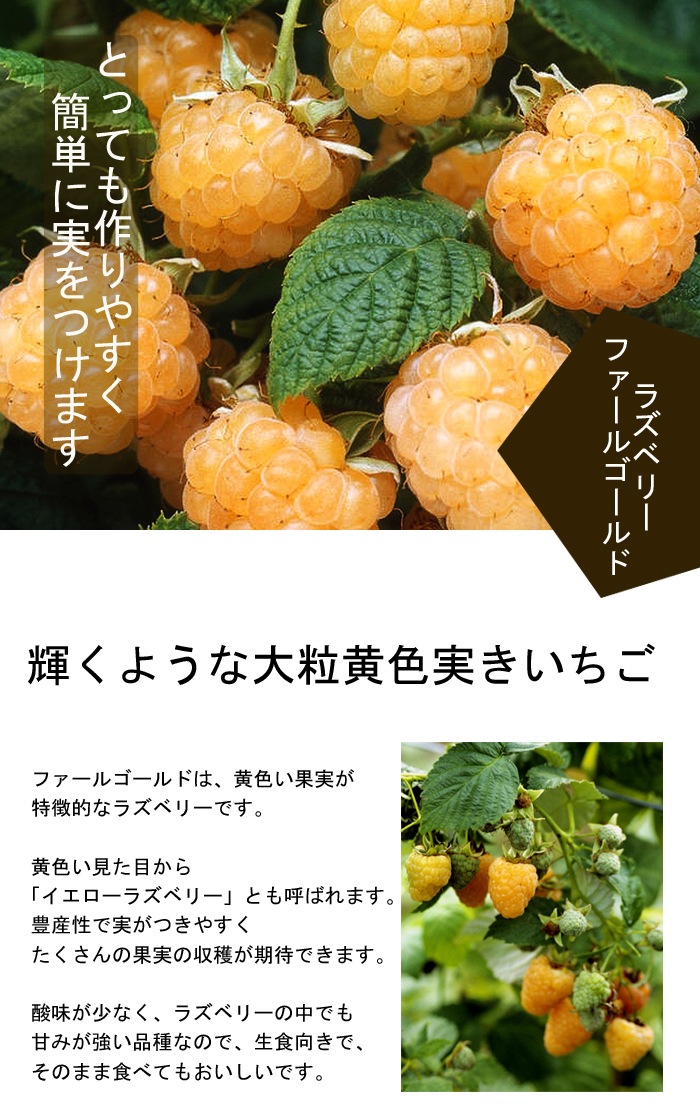  饺٥꡼   ե르 饺٥꡼ 12ݥå ̼ ̼ ٤꡼ berry   ڤ ̼   ǥ˥