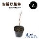  饺٥꡼   ե르 饺٥꡼ 12ݥå ̼ ̼ ٤꡼ berry   ڤ ̼   ǥ˥