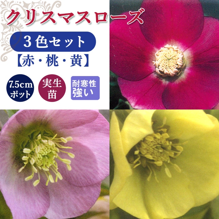 クリスマスローズ 苗 3色 セット 7.5ｃｍポット 実生苗 冬 花壇 耐寒性 ガーデニング-花の大和オンラインショップ