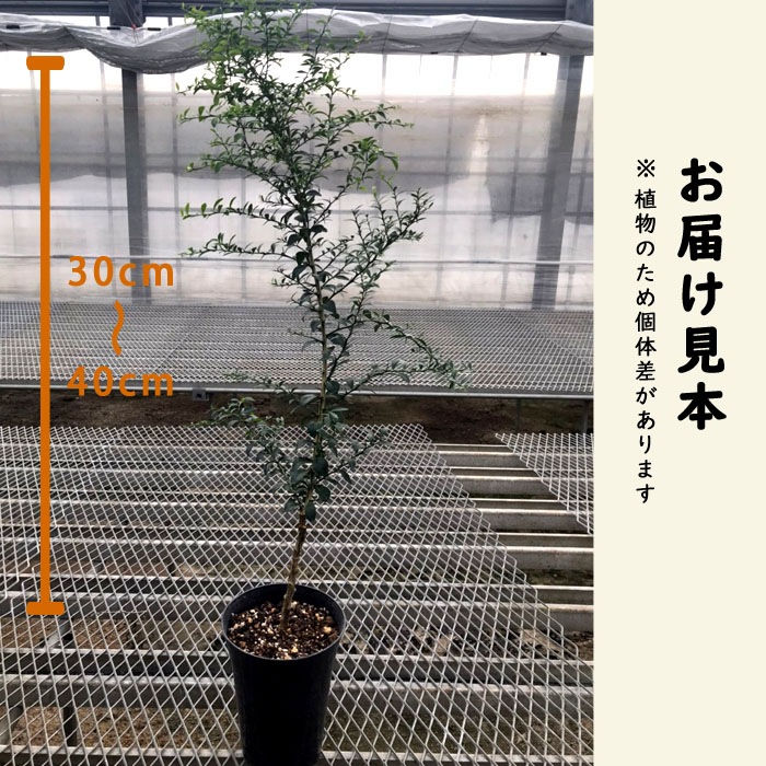 �ե��󥬡��饤�� ����  �ԥ󥯥����� 15���ȭ ���� ������ ���ȷ���� ���� ����ӥ��饤�� �ե��󥬡��饤�ॸ��ѥ� 1ǯ���� ����̵��