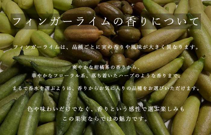 �ե��󥬡��饤�� ����  �ԥ󥯥����� 15���ȭ ���� ������ ���ȷ���� ���� ����ӥ��饤�� �ե��󥬡��饤�ॸ��ѥ� 1ǯ���� ����̵��