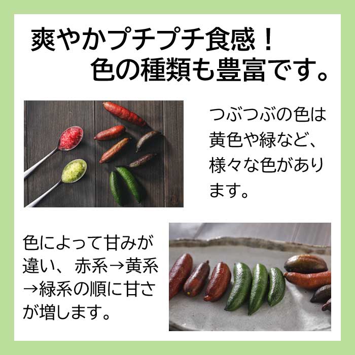 �ե��󥬡��饤�� ����  �ԥ󥯥����� 15���ȭ ���� ������ ���ȷ���� ���� ����ӥ��饤�� �ե��󥬡��饤�ॸ��ѥ� 1ǯ���� ����̵��