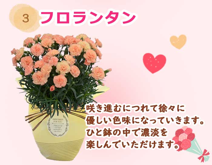 ��ͽ��� ����� �ץ쥼��� 2026ǯ ���٤� �����͡������ 5��ȭ ����̵�� �����ƥ��դ� ̵����åԥ� ���ե� �֤ȥ������� ���� 50�� 60�� �֤�����
