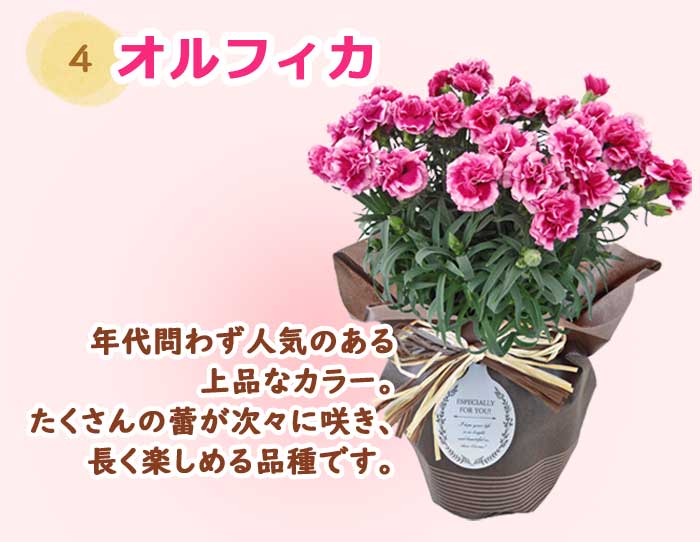 ��ͽ��� ����� �ץ쥼��� 2026ǯ ���٤� �����͡������ 5��ȭ ����̵�� �����ƥ��դ� ̵����åԥ� ���ե� �֤ȥ������� ���� 50�� 60�� �֤�����