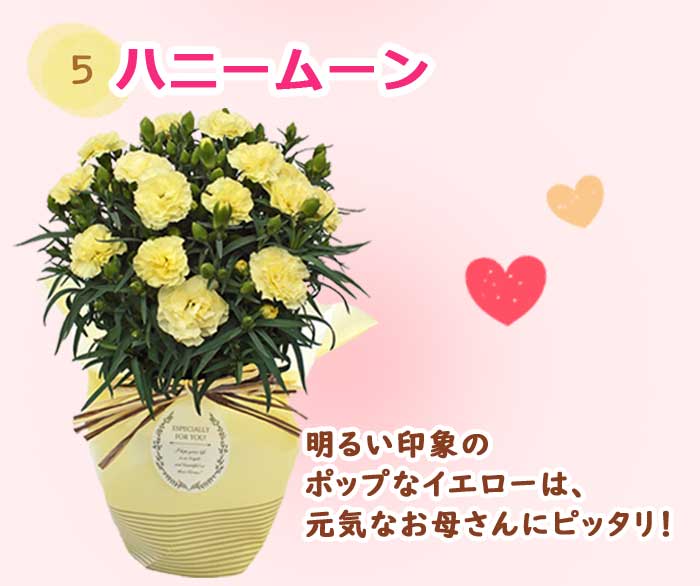 ��ͽ��� ����� �ץ쥼��� 2026ǯ ���٤� �����͡������ 5��ȭ ����̵�� �����ƥ��դ� ̵����åԥ� ���ե� �֤ȥ������� ���� 50�� 60�� �֤�����