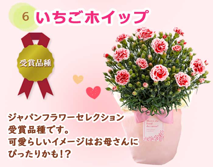 ��ͽ��� ����� �ץ쥼��� 2026ǯ ���٤� �����͡������ 5��ȭ ����̵�� �����ƥ��դ� ̵����åԥ� ���ե� �֤ȥ������� ���� 50�� 60�� �֤�����