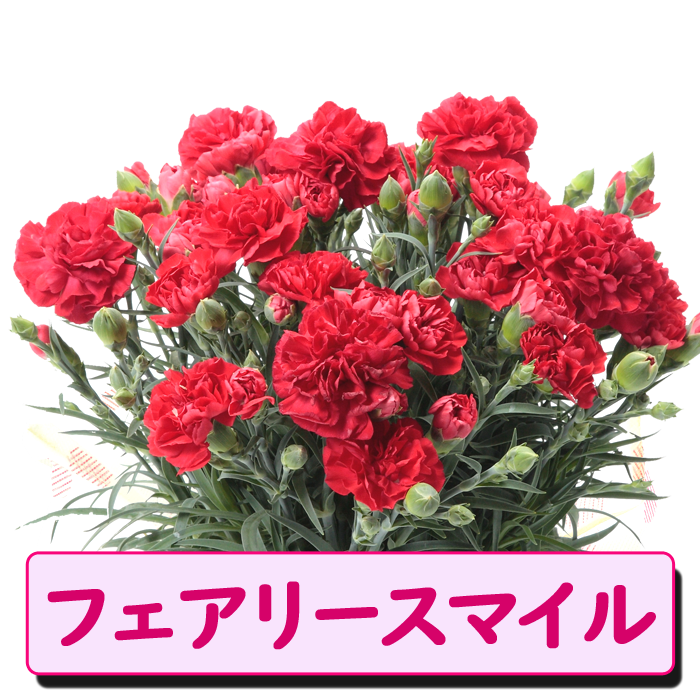 ��ͽ��� ����� �ץ쥼��� 2026ǯ ���٤� �����͡������ 5��ȭ ����̵�� �����ƥ��դ� ̵����åԥ� ���ե� �֤ȥ������� ���� 50�� 60�� �֤�����