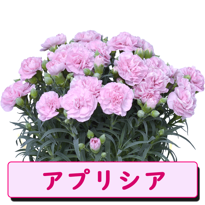 ��ͽ��� ����� �ץ쥼��� 2026ǯ ���٤� �����͡������ 5��ȭ ����̵�� �����ƥ��դ� ̵����åԥ� ���ե� �֤ȥ������� ���� 50�� 60�� �֤�����
