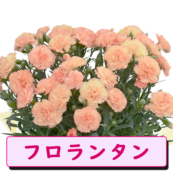 ��ͽ��� ����� �ץ쥼��� 2026ǯ ���٤� �����͡������ 5��ȭ ����̵�� �����ƥ��դ� ̵����åԥ� ���ե� �֤ȥ������� ���� 50�� 60�� �֤�����
