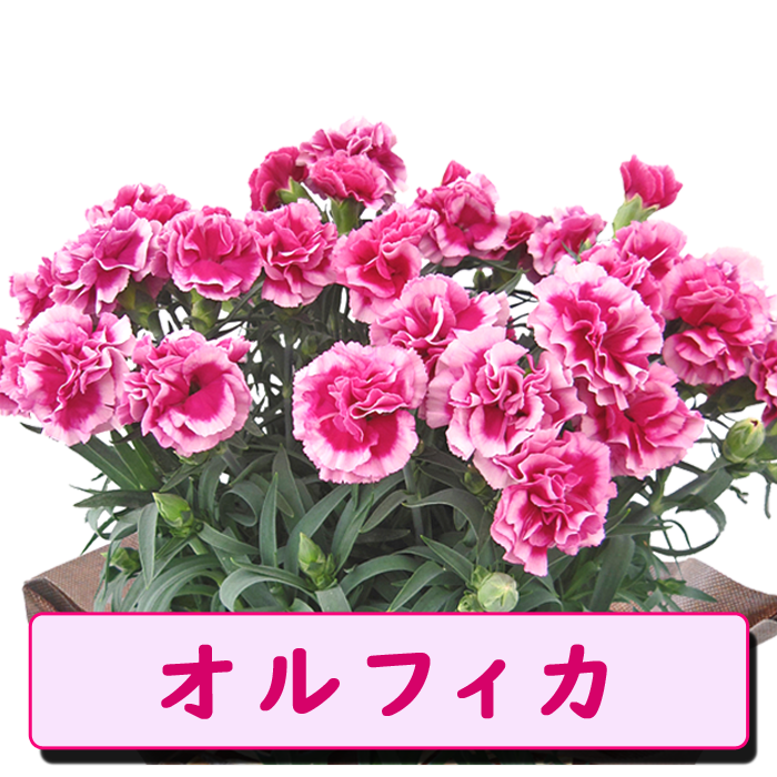��ͽ��� ����� �ץ쥼��� 2026ǯ ���٤� �����͡������ 5��ȭ ����̵�� �����ƥ��դ� ̵����åԥ� ���ե� �֤ȥ������� ���� 50�� 60�� �֤�����