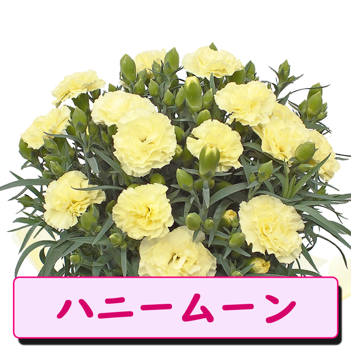��ͽ��� ����� �ץ쥼��� 2026ǯ ���٤� �����͡������ 5��ȭ ����̵�� �����ƥ��դ� ̵����åԥ� ���ե� �֤ȥ������� ���� 50�� 60�� �֤�����