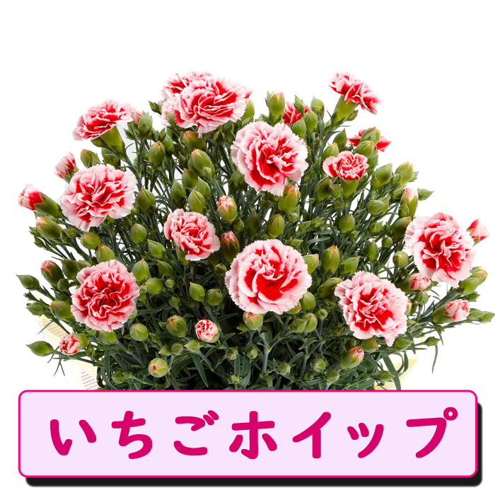 ��ͽ��� ����� �ץ쥼��� 2026ǯ ���٤� �����͡������ 5��ȭ ����̵�� �����ƥ��դ� ̵����åԥ� ���ե� �֤ȥ������� ���� 50�� 60�� �֤�����