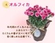 ��ͽ��� ����� �ץ쥼��� 2026ǯ ���٤� �����͡������ 5��ȭ ����̵�� �����ƥ��դ� ̵����åԥ� ���ե� �֤ȥ������� ���� 50�� 60�� �֤�����