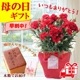 ��ͽ��� ����� �ץ쥼��� 2026ǯ ���٤� �����͡������ 5��ȭ ����̵�� �����ƥ��դ� ̵����åԥ� ���ե� �֤ȥ������� ���� 50�� 60�� �֤�����
