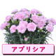 ��ͽ��� ����� �ץ쥼��� 2026ǯ ���٤� �����͡������ 5��ȭ ����̵�� �����ƥ��դ� ̵����åԥ� ���ե� �֤ȥ������� ���� 50�� 60�� �֤�����