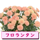 ��ͽ��� ����� �ץ쥼��� 2026ǯ ���٤� �����͡������ 5��ȭ ����̵�� �����ƥ��դ� ̵����åԥ� ���ե� �֤ȥ������� ���� 50�� 60�� �֤�����
