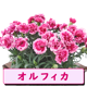 ��ͽ��� ����� �ץ쥼��� 2026ǯ ���٤� �����͡������ 5��ȭ ����̵�� �����ƥ��դ� ̵����åԥ� ���ե� �֤ȥ������� ���� 50�� 60�� �֤�����