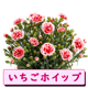��ͽ��� ����� �ץ쥼��� 2026ǯ ���٤� �����͡������ 5��ȭ ����̵�� �����ƥ��դ� ̵����åԥ� ���ե� �֤ȥ������� ���� 50�� 60�� �֤�����