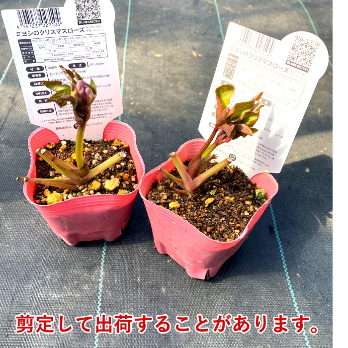 ���ꥹ�ޥ������� �� ���� ������ 7.5��� ���� �� ���� �Ѵ��� �����ǥ˥�  �إ�ܥ륹