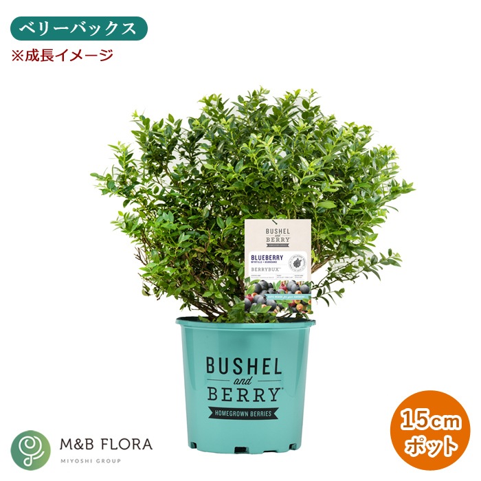 �֥롼�٥꡼ ���� �֥å����� ����� �٥꡼ 15cm�ݥå� ����ѥ��Ȥʥ֥롼�٥꡼ 1�ܤǼ¤��ʤ� �ϥ󥮥� �٥���