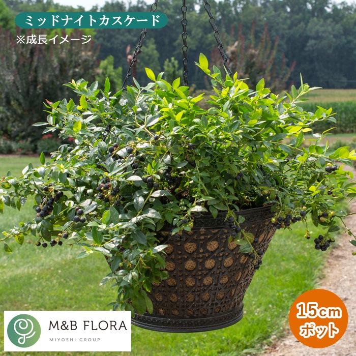 �֥롼�٥꡼ ���� �֥å����� ����� �٥꡼ 15cm�ݥå� ����ѥ��Ȥʥ֥롼�٥꡼ 1�ܤǼ¤��ʤ� ����̵��