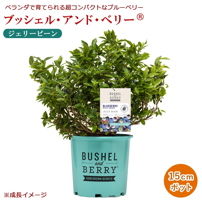 �֥롼�٥꡼ ���� �֥å����� ����� �٥꡼ 15cm�ݥå� ����ѥ��Ȥʥ֥롼�٥꡼ 1�ܤǼ¤��ʤ� �ϥ󥮥� �٥���