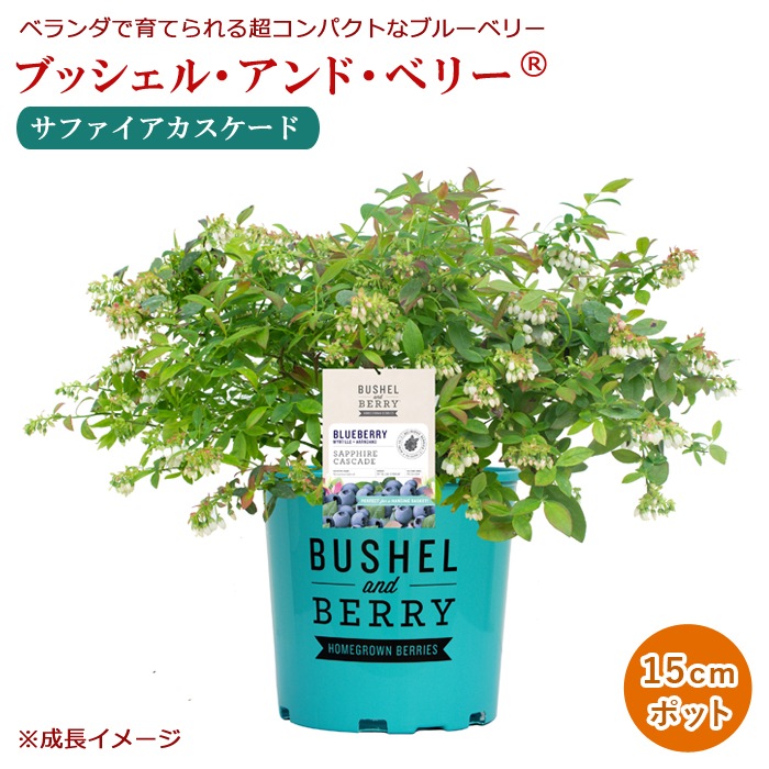 �֥롼�٥꡼ ���� �֥å����� ����� �٥꡼ 15cm�ݥå� ����ѥ��Ȥʥ֥롼�٥꡼ 1�ܤǼ¤��ʤ� �ϥ󥮥� �٥���