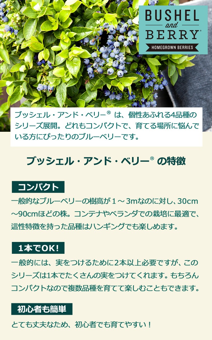 �֥롼�٥꡼ ���� �֥å����� ����� �٥꡼ 15cm�ݥå� ����ѥ��Ȥʥ֥롼�٥꡼ 1�ܤǼ¤��ʤ� �ϥ󥮥� �٥���