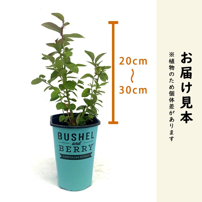 �֥롼�٥꡼ ���� �֥å����� ����� �٥꡼ 15cm�ݥå� ����ѥ��Ȥʥ֥롼�٥꡼ 1�ܤǼ¤��ʤ� �ϥ󥮥� �٥���