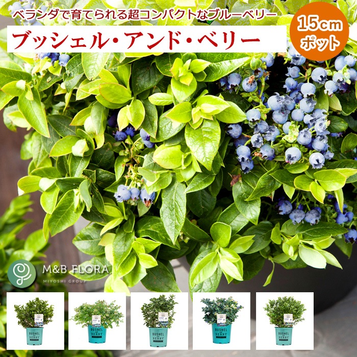 ブルーベリー 苗木 ブッシェル アンド ベリー 15cmポット