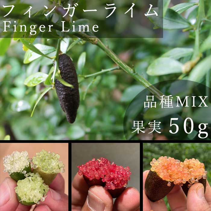�ե��󥬡��饤�� �̼����� ���ޤ��� �ʼ�MIX 50g ���� ����ӥ��饤�� �ե��󥬡��饤�ॸ��ѥ� ����ľ�� ����̵��