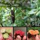 �ե��󥬡��饤�� �̼����� ���ޤ��� �ʼ�MIX 50g ���� ����ӥ��饤�� �ե��󥬡��饤�ॸ��ѥ� ����ľ�� ����̵��